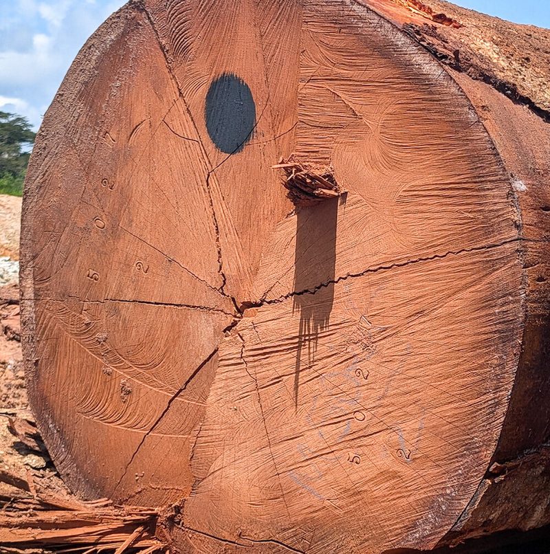 Cross-section of a large orange-brown log with visible growth rings, a dark circular knot, a protruding stub, and a long radial crack.