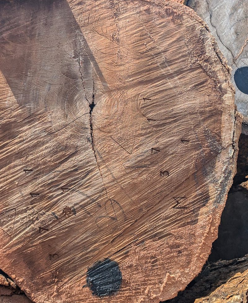 Close-up of a tree stump cross-section with visible growth rings, a large central crack, and small etched symbols along the grain.
