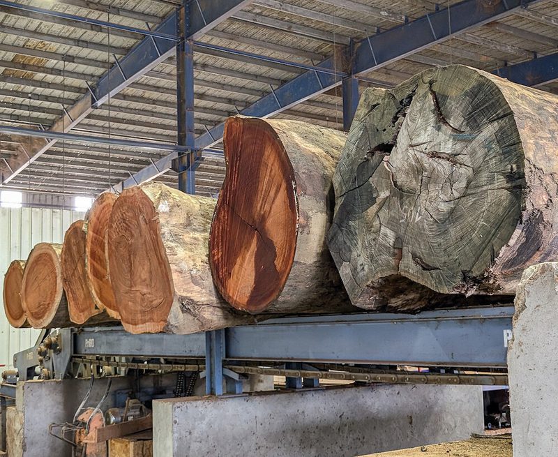 Inside a lumber mill, large logs on a blue metal conveyor, exposing orange-brown cut ends and visible tree rings; overhead steel beams and roof.