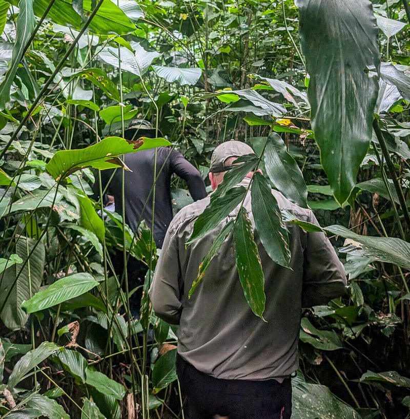 Two people walk through a dense tropical jungle with large green leaves, viewed from behind; one wears a gray jacket and a cap.