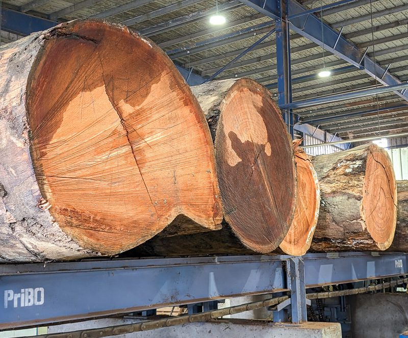 Inside a warehouse, several large cut logs sit on a blue steel rack, exposing fresh orange-brown ends with visible growth rings under bright lights.
