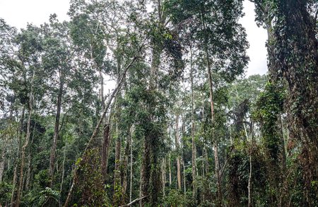 Dense tropical rainforest with tall slender trunks, vines climbing the trees, and lush green foliage.