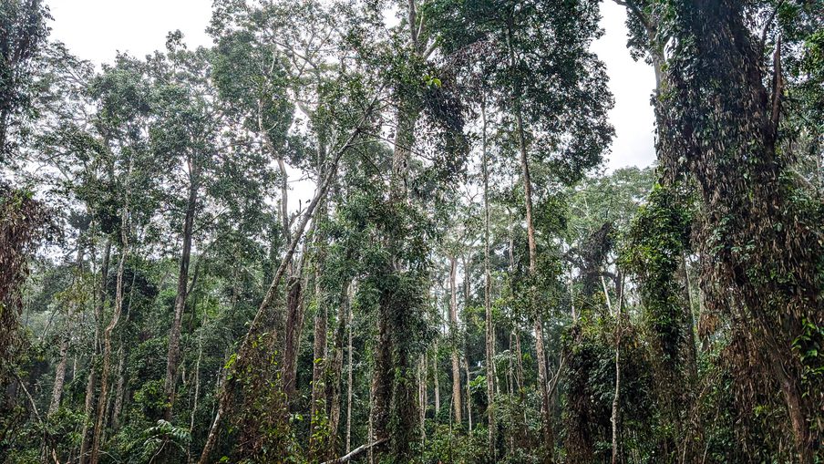 Dense tropical rainforest with tall slender trunks, vines climbing the trees, and lush green foliage.