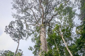 Tall tree seen from ground in a forest, thick trunk and high branches, with vines climbing the trunk among surrounding green foliage and a pale sky.