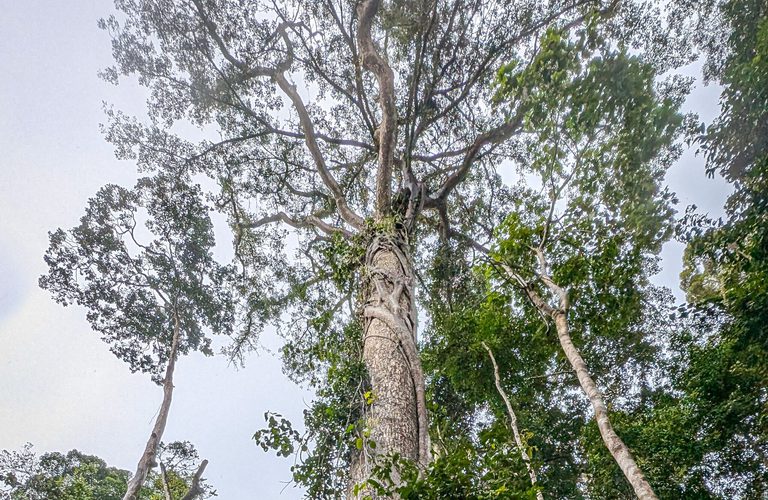 Tall tree seen from ground in a forest, thick trunk and high branches, with vines climbing the trunk among surrounding green foliage and a pale sky.