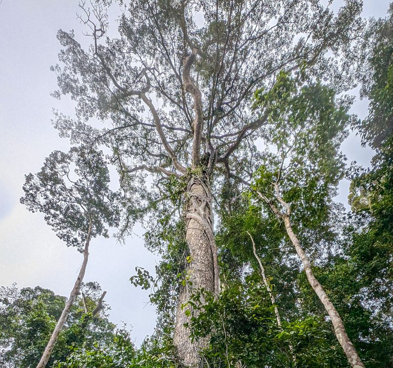 Tall tree seen from ground in a forest, thick trunk and high branches, with vines climbing the trunk among surrounding green foliage and a pale sky.