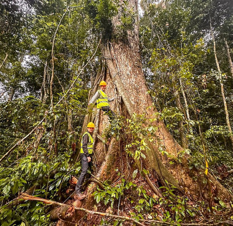 Two workers in yellow hard hats and reflective vests climb a large buttress tree in a dense tropical forest, surrounded by vines and green foliage.