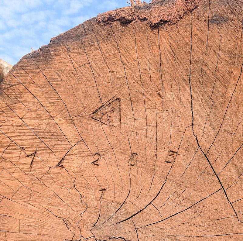 Close-up of a tree stump cross-section showing concentric growth rings and carved markings, including numbers and a small diamond-shaped notch.