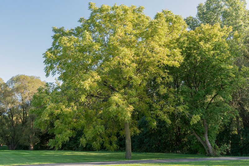 Sunlit park with a tall tree in full green foliage by a grassy lawn and paved path, with other trees and dense shrubbery in the background.