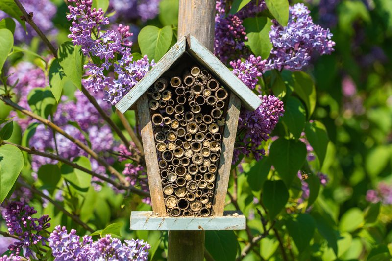 Weathered wooden insect hotel mounted on a post among purple lilac blossoms and green leaves, with numerous hollow tube chambers and a nearby bee.