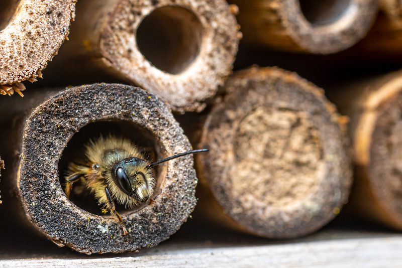 A close-up of a fuzzy bee with black eyes and antennae inside a dark circular hollow of a textured brown tube, among stacked tubes.