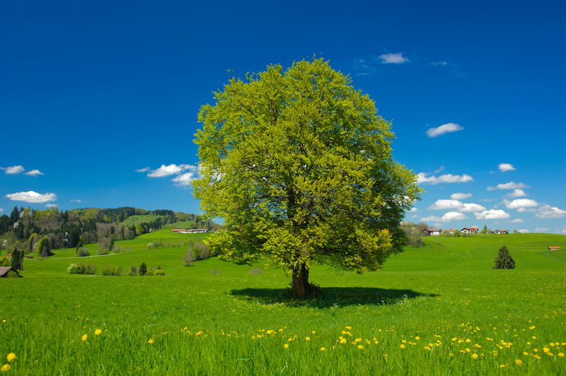 A lone tree stands in a green field under a blue sky with clouds; yellow wildflowers dot the foreground, with hills and houses in the distance.