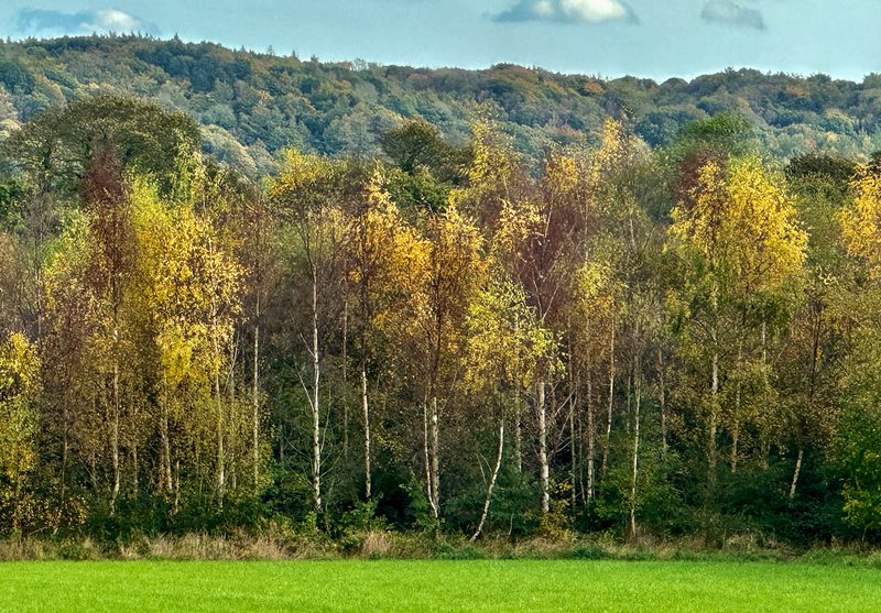 Green field in the foreground, a row of birch trees with pale trunks and yellow leaves, a distant forested hill under a blue sky.