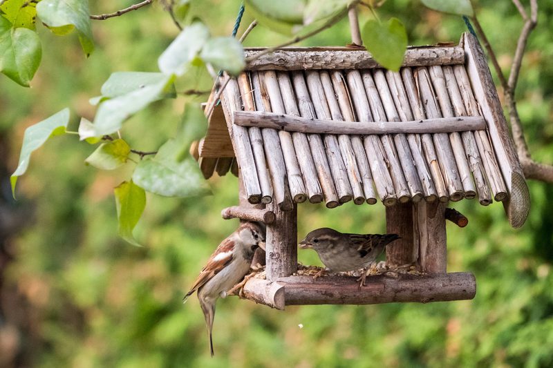 Rustic wooden birdhouse of sticks hangs from a branch; two small birds perch at the entrance against a blurred green garden backdrop.