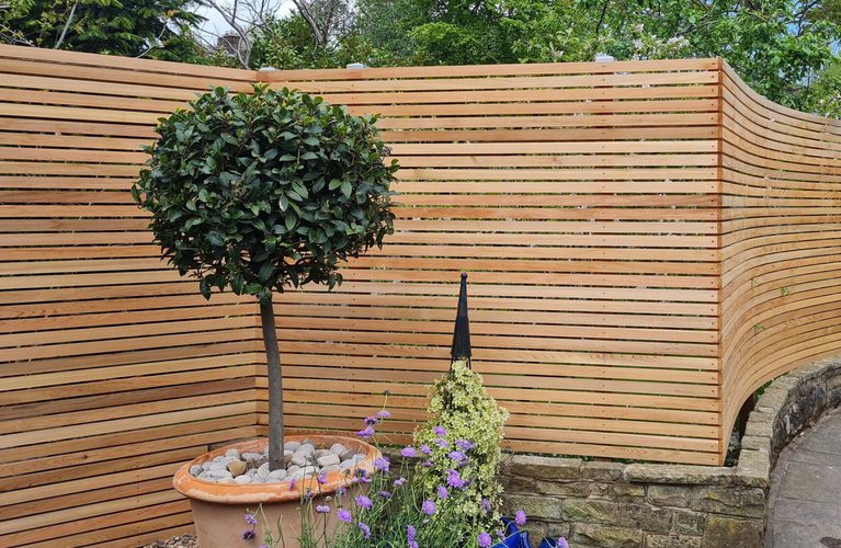 A potted rounded tree with a slim trunk sits in a terracotta pot filled with stones, in front of a curved slat fence; purple flowers nearby.
