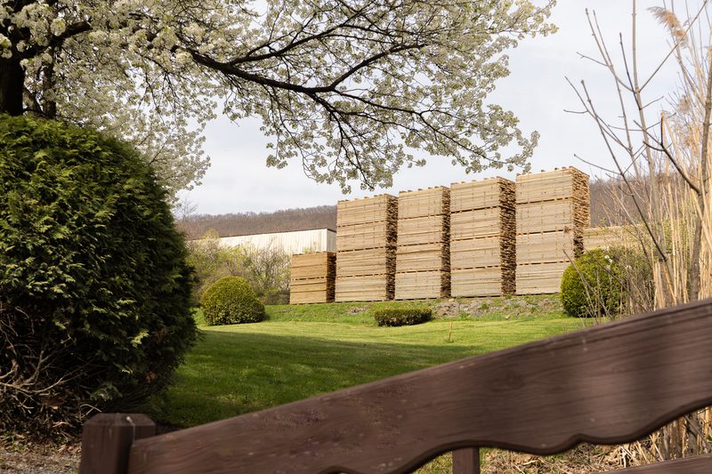 Several tall stacks of wooden boards on a grassy lawn, surrounded by blooming trees and trimmed bushes, with a wooden fence in the foreground.