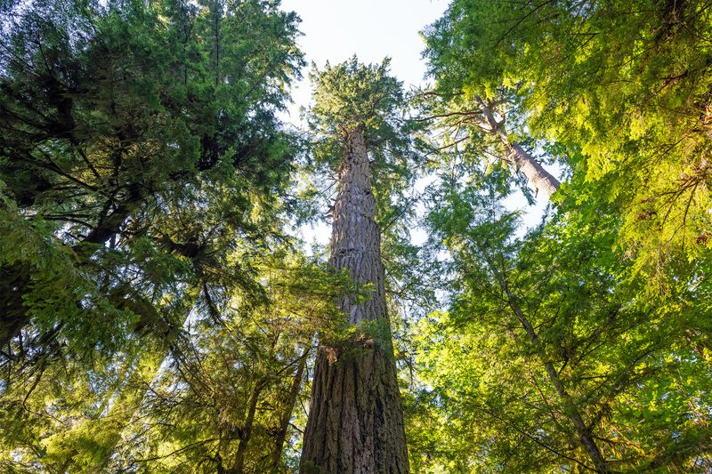 Low-angle view of a towering tree trunk surrounded by dense green foliage, with sunlight filtering through a vibrant forest canopy.
