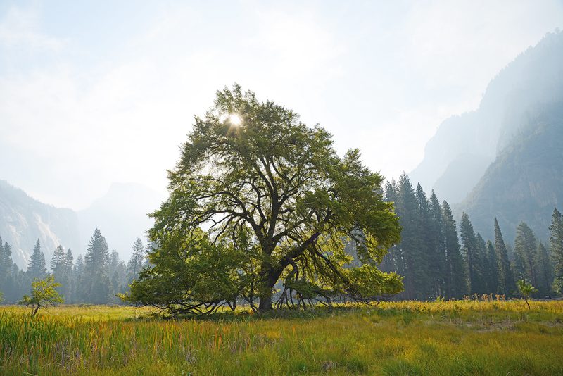 A solitary, sprawling tree in a sunlit meadow, sunlight streaming through its branches. A line of pine trees and hazy mountains rise in the distance.