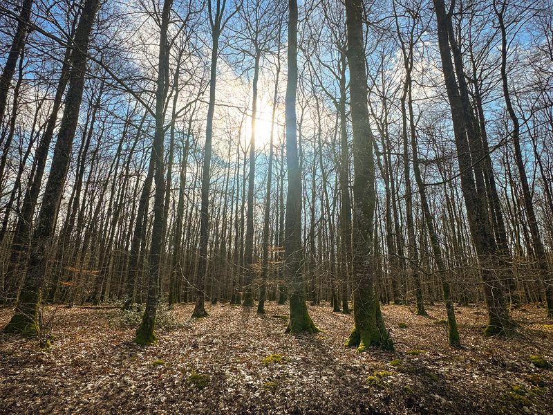 French Forests