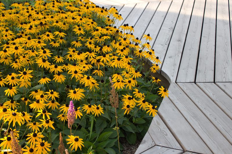 Cluster of yellow Black-eyed Susan flowers with dark centers in a garden bed beside a light gray wooden deck, with a few purple blooms nearby.