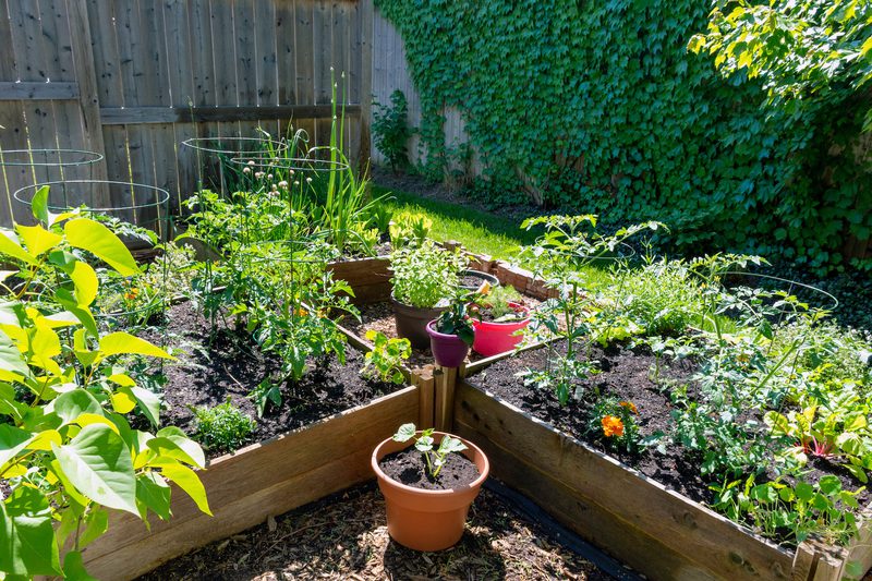 Sunlit backyard with raised wooden beds of tomato plants and herbs; several potted plants sit on the edges, wooden fence and ivy-covered wall in the background.