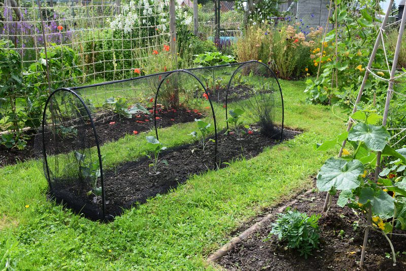 Backyard garden with a black mesh row tunnel protecting young plants in a long bed; grassy path to the side and colorful flowers in the background.