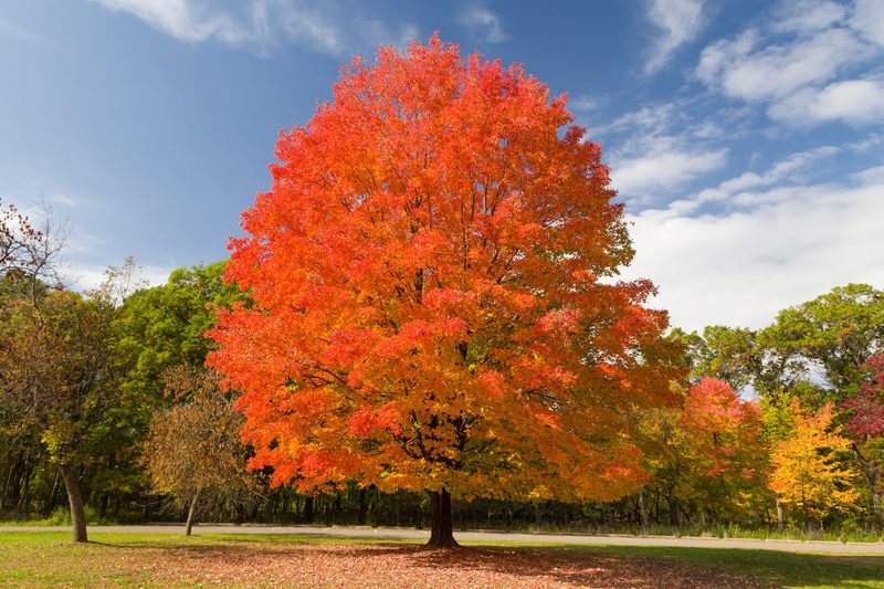 A large tree with bright red and orange autumn leaves in a park, blue sky above, with other colorful trees in the background and fallen leaves on the ground.