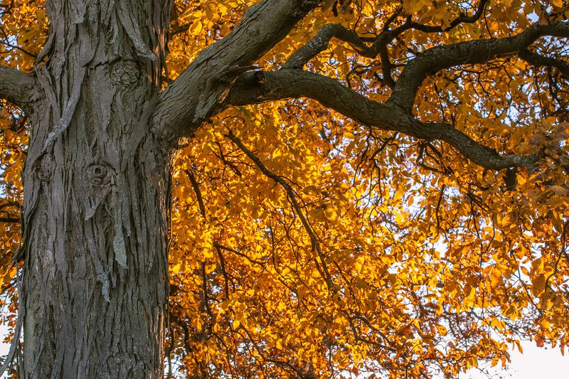 Tree trunk with rough, textured bark and sprawling branches, bathed in orange autumn leaves lit by sunlight.