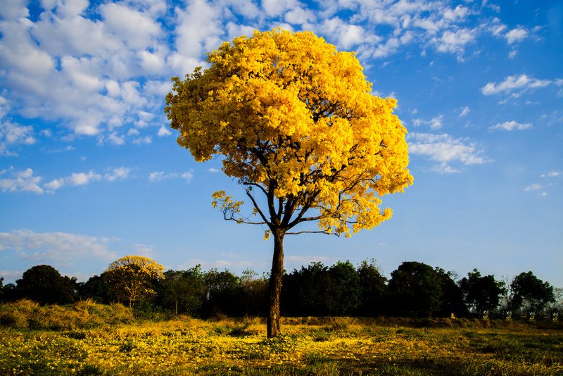 Ipe (Brazilian Walnut) Wood: Properties, Uses & Facts