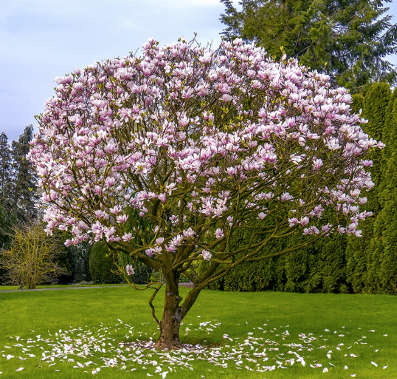 Japanese Magnolia Tree
