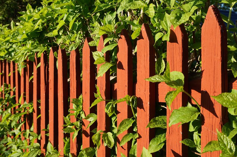 Red wooden picket fence with green leafy vines growing through and over it, sunlit in bright daylight.