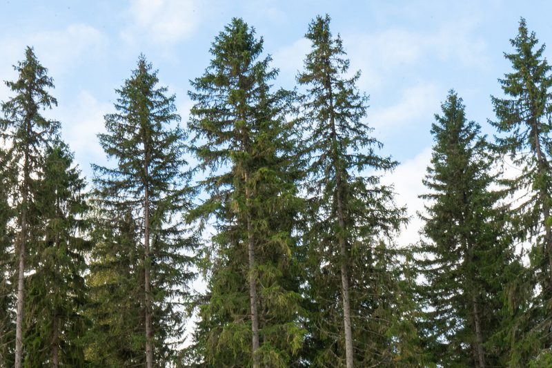Tall evergreen conifer trees form a dense forest against a light blue sky with scattered white clouds.