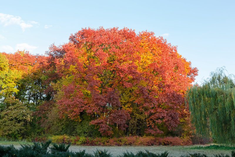 Autumn park scene with a large tree of red and orange leaves, yellow foliage on the left, a weeping willow on the right, under a blue sky.