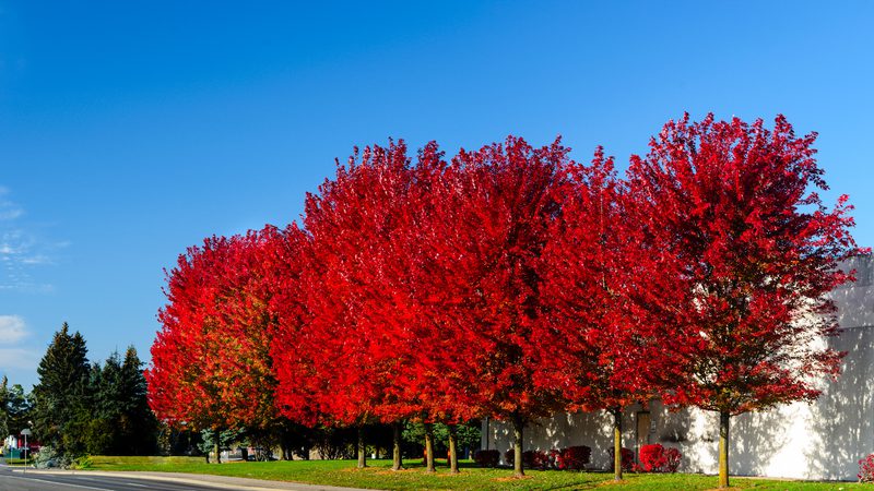 Row of vibrant red autumn trees along a sidewalk beside a pale building, under a clear blue sky.
