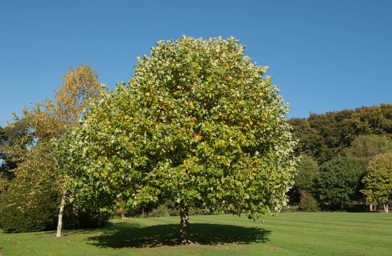 Sunny park with a large, round-leaved tree in the foreground, green grass, blue sky, and autumn-colored trees in the background.