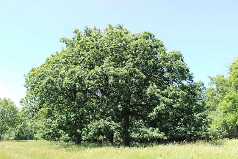 A large, leafy tree with a broad, rounded canopy stands in a sunlit grassy field under a clear blue sky.