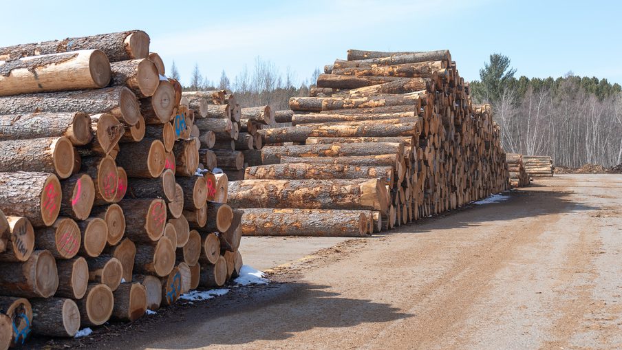 Stacks of cut logs piled in a lumber yard along a dirt road, with a forest backdrop and a clear blue sky.