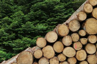 Diagonal stack of cut log cross-sections with visible rings, placed against a dense backdrop of green evergreen trees.