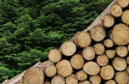 Diagonal stack of cut log cross-sections with visible rings, placed against a dense backdrop of green evergreen trees.