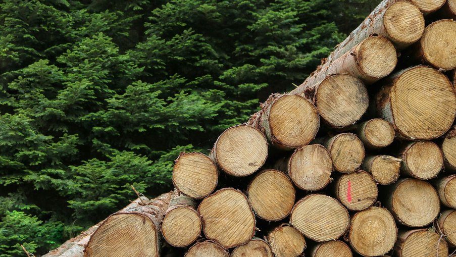 The Wood Manufacturing Process: From Forest To Finish
