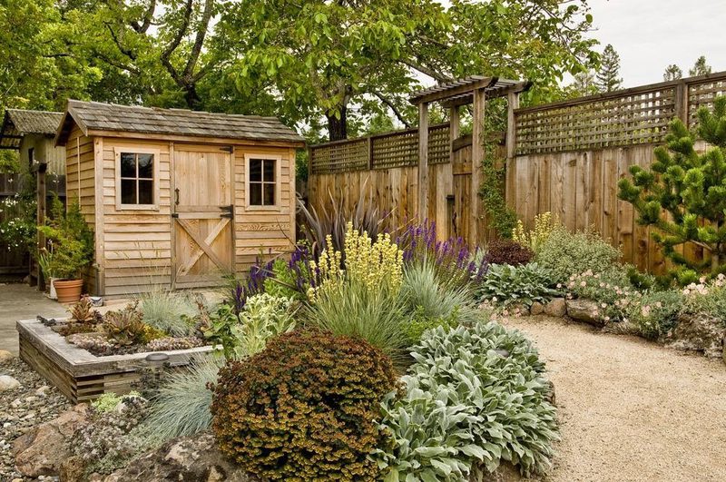 Wooden shed beside a gravel path in a lush garden with raised beds, purple and yellow flowers, grasses, and a weathered wooden fence.