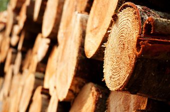 Close-up of a stacked log pile with exposed end grain, showing rings and rough bark in warm golden-brown tones.