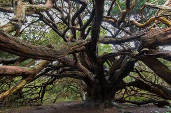 Massive ancient tree with a thick, gnarled trunk and a tangle of twisting branches spreading in all directions, over an earthy forest floor.