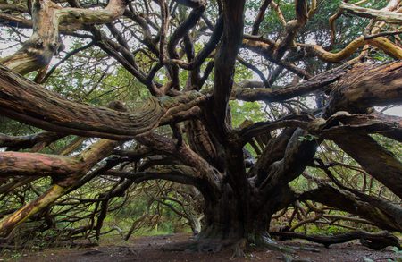 Massive ancient tree with a thick, gnarled trunk and a tangle of twisting branches spreading in all directions, over an earthy forest floor.