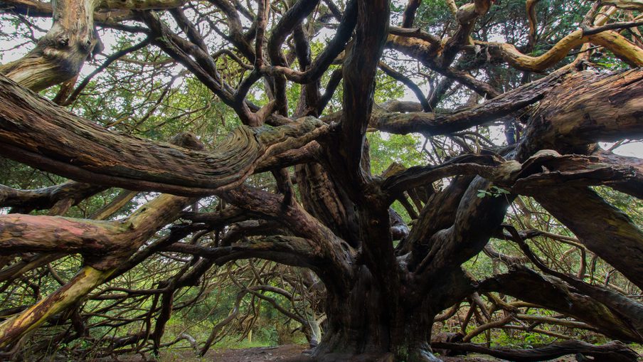 Massive ancient tree with a thick, gnarled trunk and a tangle of twisting branches spreading in all directions, over an earthy forest floor.