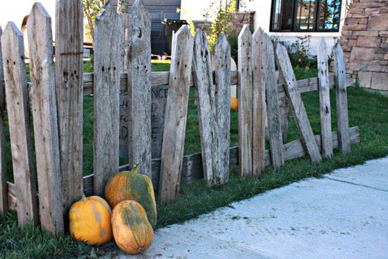 Weathered wooden picket fence along a sidewalk with three pumpkins at its base, green lawn and a house with stone siding in the background.