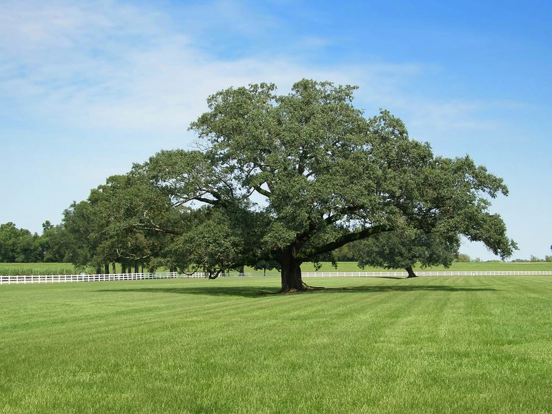 A large, spreading oak tree stands in a sunlit green field, with a white fence in the distance under a clear blue sky.