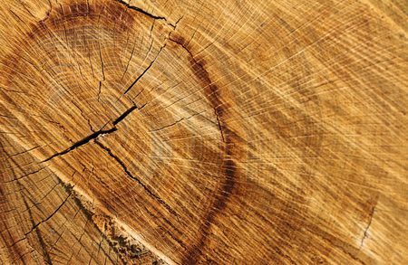 Close-up of a tree stump cross-section with concentric growth rings, cracks, and warm, textured brown wood grain.