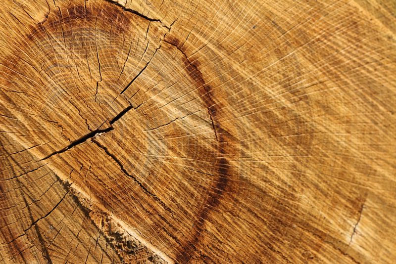 Close-up of a tree stump cross-section with concentric growth rings, cracks, and warm, textured brown wood grain.