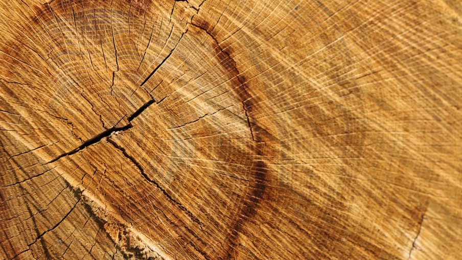 Close-up of a tree stump cross-section with concentric growth rings, cracks, and warm, textured brown wood grain.